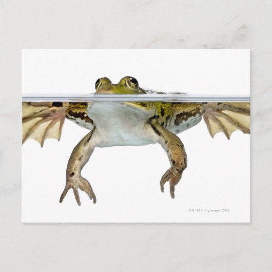 Shot of a Eetble frog surface voor a Briefkaart (Voorkant)