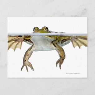 Shot of a Eetble frog surface voor a Briefkaart