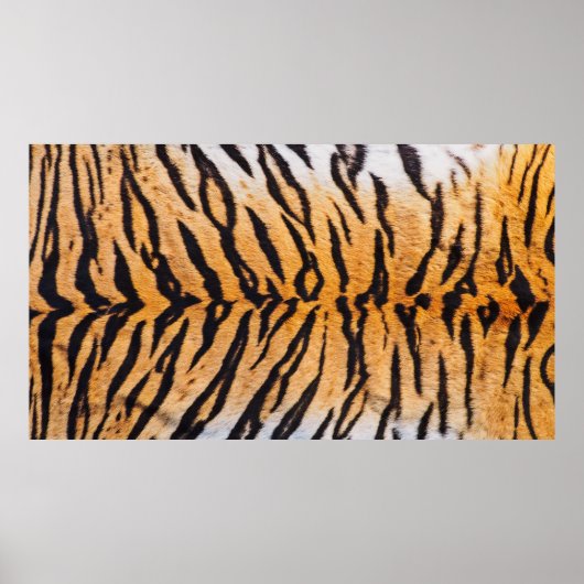 Shot of Real Indo-Chinese Tiger (Panthera) Poster (Voorkant)