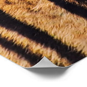 Shot of Real Indo-Chinese Tiger (Panthera) Poster (Hoek)