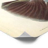 Shoulder Joint Muscles Vintage Anatomy Print (Hoek)