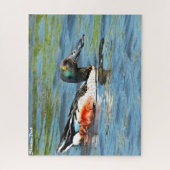 Shoveler Duck Legpuzzel (Verticaal)