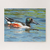 Shoveler Duck Legpuzzel (Horizontaal)
