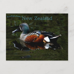 Shoveler Duck Nieuw-Zeeland Briefkaart