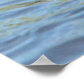 Shoveler Duck Poster (Hoek)