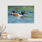 Shoveler Duck Poster (Keuken)