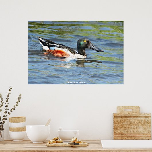 Shoveler Duck Poster (Keuken)