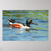 Shoveler Duck Poster (Voorkant)