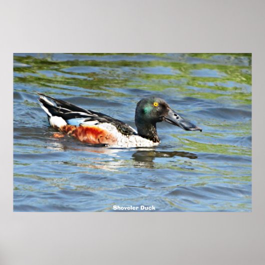 Shoveler Duck Poster (Voorkant)
