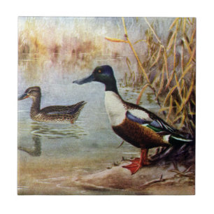 Shoveler Ducks  illustratie Tegeltje