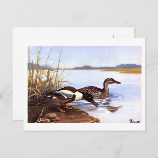  Shoveler Ducks van R E Todhunter gesigneerd Briefkaart (Voorkant / Achterkant)