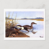  Shoveler Ducks van R E Todhunter gesigneerd Briefkaart (Voorkant)