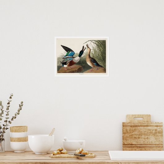 Shoveller Duck van Audubon Poster (Keuken)