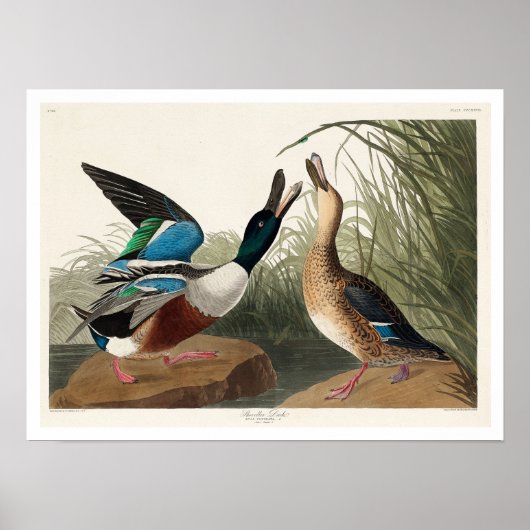 Shoveller Duck van Audubon Poster (Voorkant)
