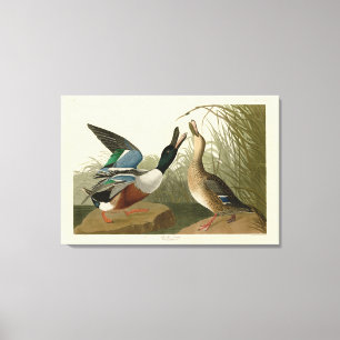 Shoveller Duck - van Audubon's Birds of America Canvas Afdruk