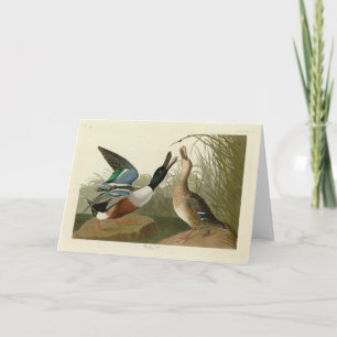 Shoveller Duck - van Audubon's Birds of America Kaart