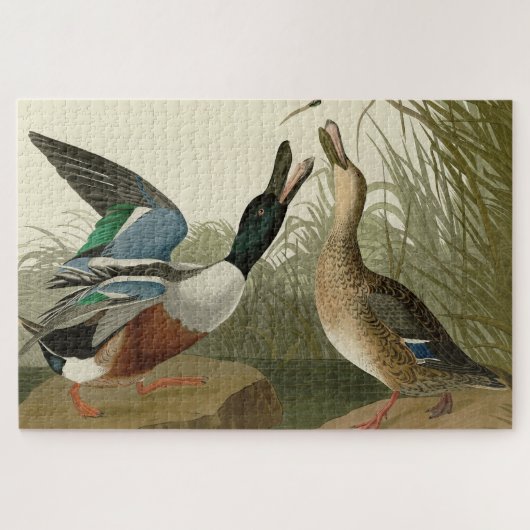 Shoveller Duck - van Audubon's Birds of America Legpuzzel (Horizontaal)