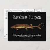 Shovelnose Sturgeon-Black-Briefkaart Briefkaart (Voorkant / Achterkant)