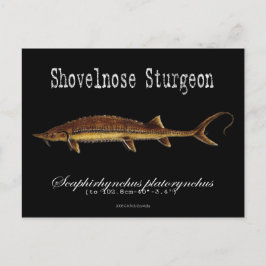 Shovelnose Sturgeon-Black-Briefkaart Briefkaart
