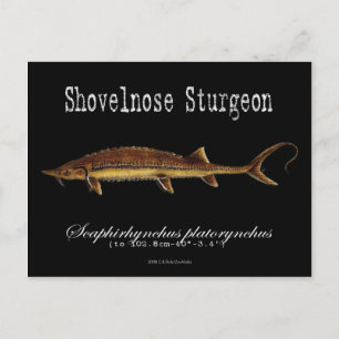 Shovelnose Sturgeon-Black-Briefkaart Briefkaart