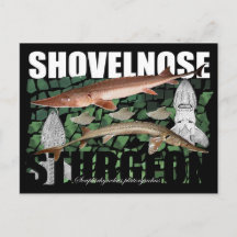 Shovelnose Sturgeon-Collage-Briefkaart