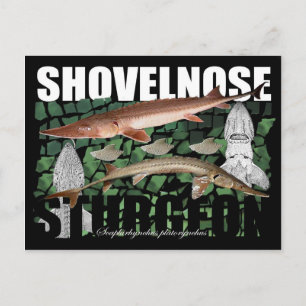 Shovelnose Sturgeon-Collage-Briefkaart Briefkaart