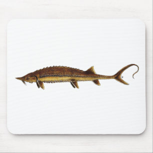 Shovelnose Sturgeon - Scaphirhynchus platorynchus Muismat