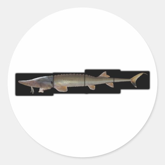 Shovelnose Sturgeon - Scaphirhynchus platorynchus Ronde Sticker (Voorkant)