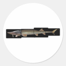 Shovelnose Sturgeon - Scaphirhynchus platorynchus Ronde Sticker