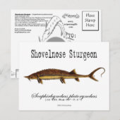 Shovelnose Sturgeon-White-Briefkaart Briefkaart (Voorkant / Achterkant)