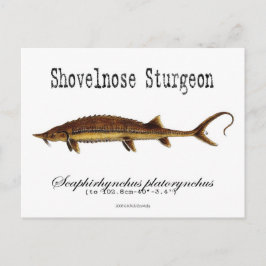 Shovelnose Sturgeon-White-Briefkaart Briefkaart