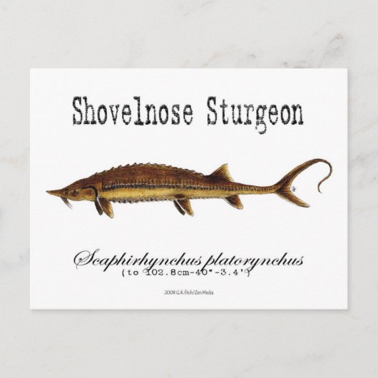 Shovelnose Sturgeon-White-Briefkaart Briefkaart (Voorkant)
