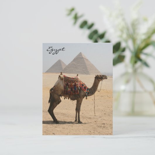 show camel briefkaart (Staand voorkant)