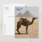 show camel briefkaart (Voorkant / Achterkant)