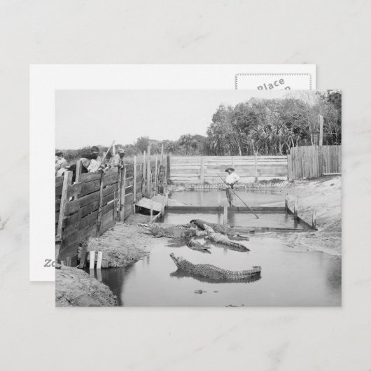 Show Florida Alligator, 1904 Briefkaart (Voorkant / Achterkant)