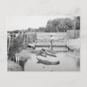 Show Florida Alligator, 1904 Briefkaart (Voorkant)