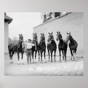 Show Horses, 1912. foto Poster