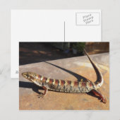 Show Low Arizona King's Place Alligator Lizard? Briefkaart (Voorkant / Achterkant)
