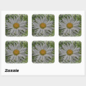 Show Me A Daisy #1 Vierkante Sticker (Vel)
