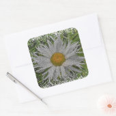 Show Me A Daisy #1 Vierkante Sticker (Envelop)