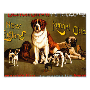 Show op een bank. New England Kennel Club Foto Afdruk