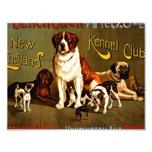 Show op een bank. New England Kennel Club Foto Afdruk (Voorkant)