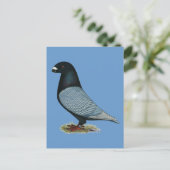 Show Racer Andalusiaans Briefkaart (Staand voorkant)