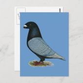 Show Racer Andalusiaans Briefkaart (Voorkant / Achterkant)