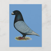 Show Racer Andalusiaans Briefkaart (Voorkant)