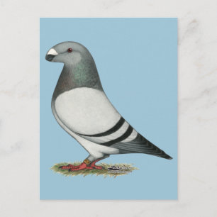 Show Racer Blue Bar Pigeon Briefkaart