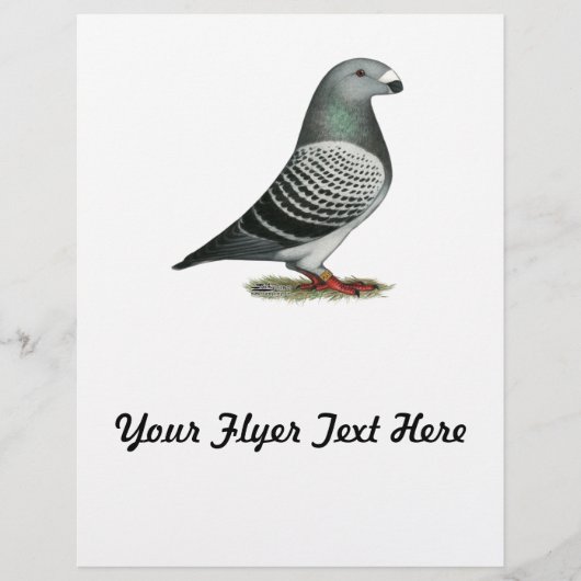 Show Racer Blue Checker Pigeon Flyer (Voorkant)