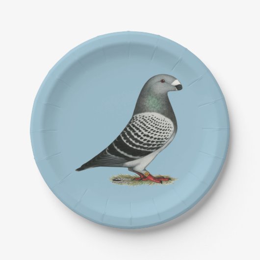 Show Racer Blue Checker Pigeon Papieren Bordje (Voorkant)