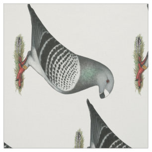 Show Racer Blue Checker Pigeon Stof