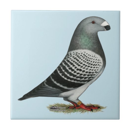 Show Racer Blue Checker Pigeon Tegeltje (Voorkant)
